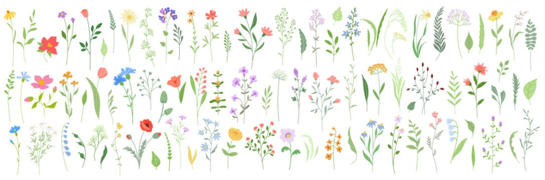 Set of Floral Design elements. Delicate wildflowers and leaves, gentle fragile plants, thin branches, meadow grasses. Botanical natural vector illustration