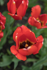 Large flower bed with bright tulips