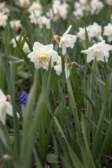 Large flower bed with bright daffodils