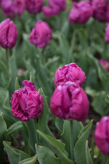 Large flower bed with bright tulips