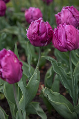 Fototapeta premium Large flower bed with bright tulips