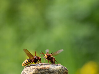 Hornisse (Vespa crabro) Königin