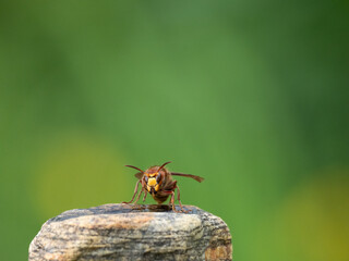 Hornisse (Vespa crabro) Königin