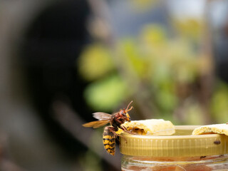 Hornisse (Vespa crabro) Königin am Lockfutter