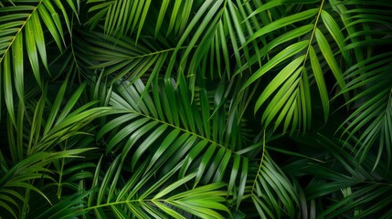 Palm leaves background.