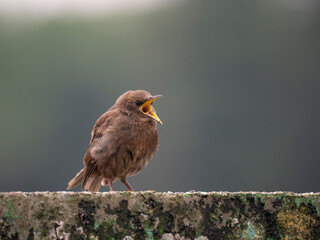 Star (sturnus vulgaris) Jungvogel