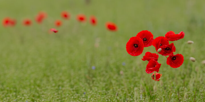 panoramique coquelicots
