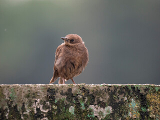 Star (sturnus vulgaris) Jungvogel
