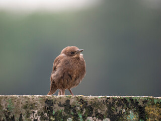 Star (sturnus vulgaris) Jungvogel