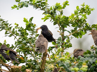 Star (Sturnus vulgaris), Junge werden gefüttert