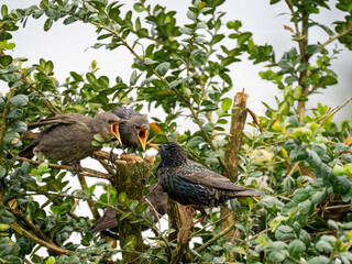 Star (Sturnus vulgaris), Junge werden gefüttert