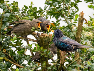 Star (Sturnus vulgaris), Junge werden gefüttert