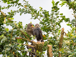 Star (Sturnus vulgaris)