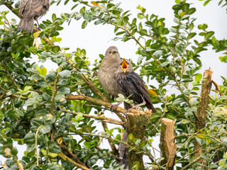 Star (Sturnus vulgaris)