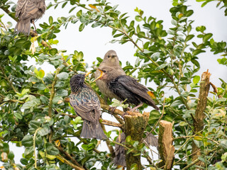Star (Sturnus vulgaris), Junge werden gefüttert