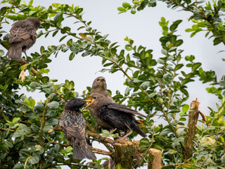 Star (Sturnus vulgaris), Junge werden gefüttert