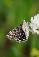 Scheck-Tageule (Euclidia mi)