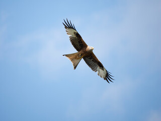 Rotmilan (Milvus milvus)