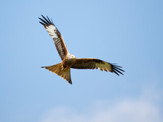 Rotmilan (Milvus milvus)