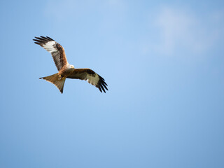 Rotmilan (Milvus milvus)