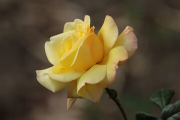 yellow rose bud
