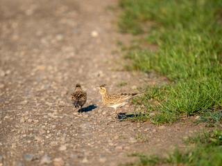 Feldlerche (Alauda arvensis) beim Balztanz