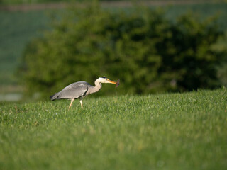 Graureiher (Ardea cinerea)  fängt Feldmaus