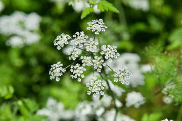 Beautiful wild flower called Chaerophyllum temulum or  rough chervil.