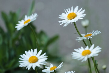 daisies in a field