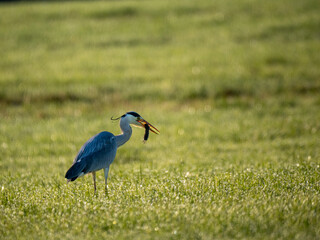 Graureiher (Ardea cinerea)  fängt Feldmaus