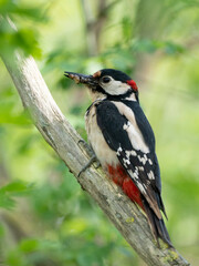 Buntspecht (Dendrocopos major)