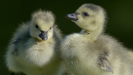 Portrait de poussin oie - duo de poussins