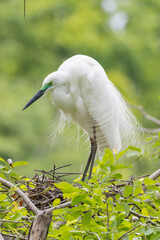 飾り羽を身に纏うダイサギ