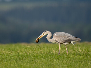 Graureiher (Ardea cinerea) fängt Feldmaus