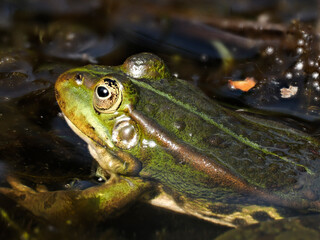 Grünfrosch  (Pelophylax esculentus)