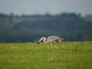 Graureiher (Ardea cinerea) fängt Feldmaus