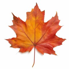 Autumn maple leaf isolated on white background

