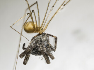 Große Zitterspinne (Pholcus phalangioides) hat andere Spinne erbeutet