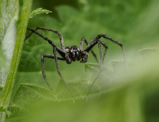 Listspinne (Pisaura mirabilis)