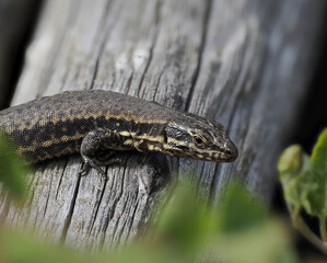 Mauereidechse (Podarcis muralis)