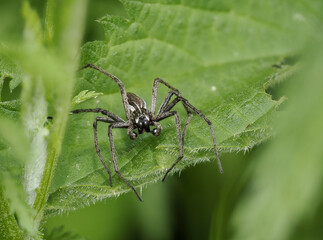 Listspinne (Pisaura mirabilis)