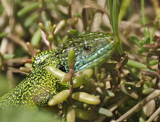 Westliche Smaragdeidechse (Lacerta bilineata)