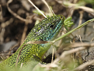 Westliche Smaragdeidechse (Lacerta bilineata)