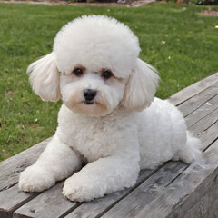 White Bichon Frise dog sitting on a wooden bench.