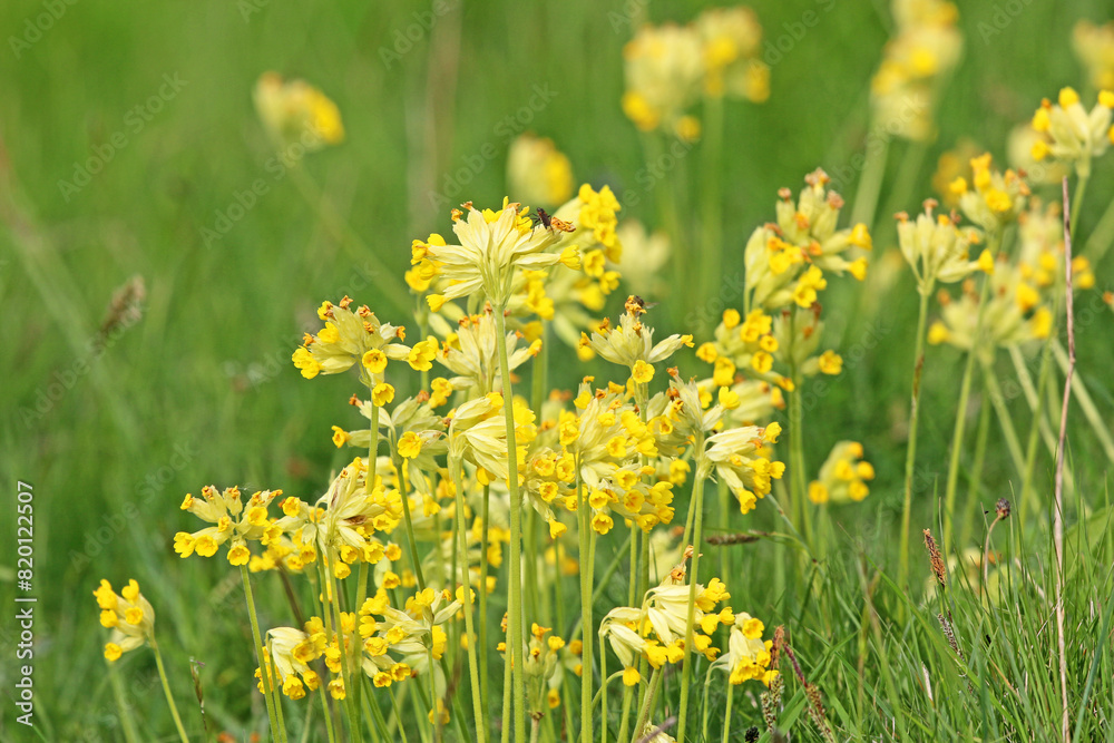 Poster 	
Grass meadow with cowslip flowers	