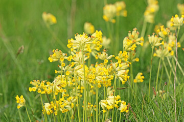 	
Grass meadow with cowslip flowers	