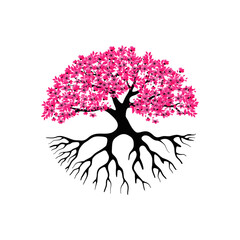 cherry blossom tree isolated on white backdrop.