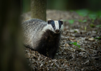 Badger close up ( Meles meles )