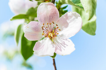 Obraz premium Detail view of a beautiful quince flower in a sunny weather