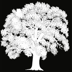 white isolated lush old tree silhouette on black